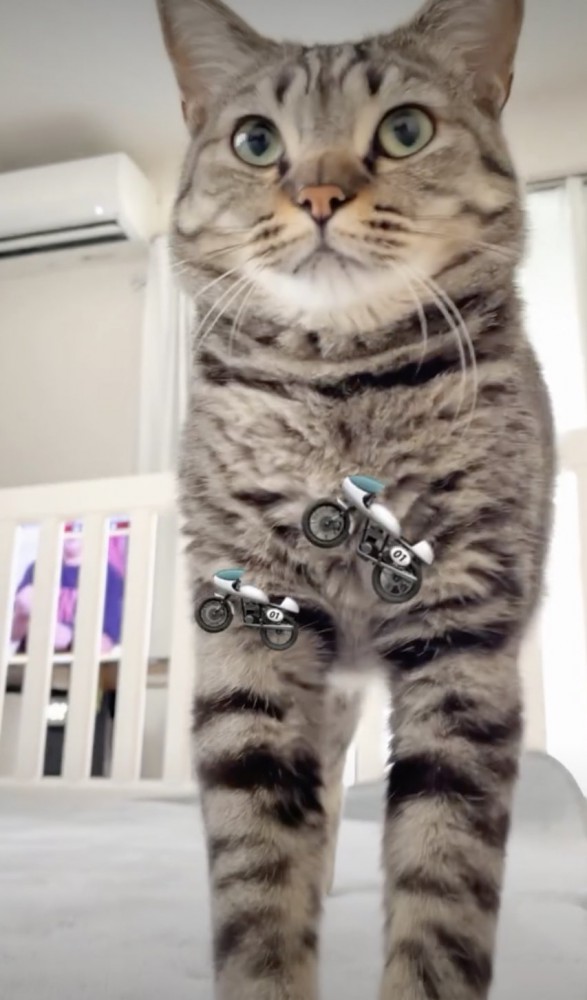 バイク音のような鳴き声の猫
