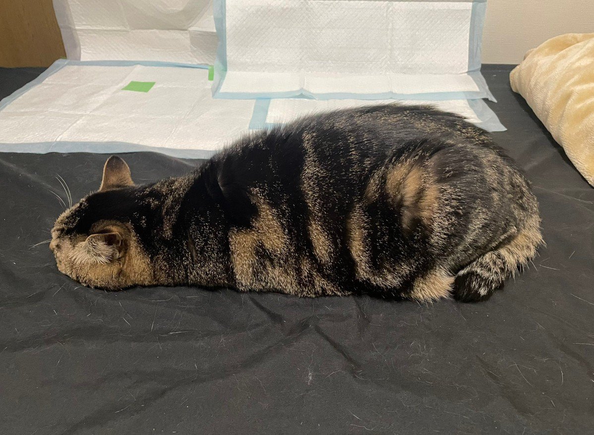 不思議な形で寝る猫