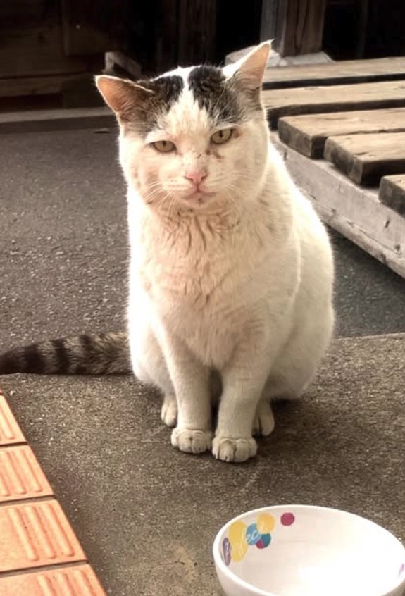 お皿の奥でお座りをしている猫