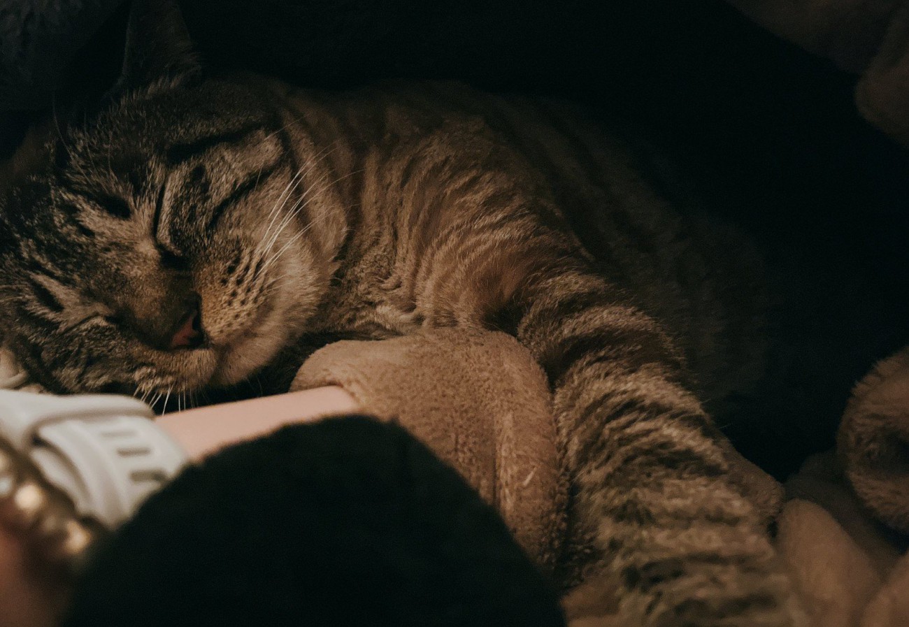 眠る猫1