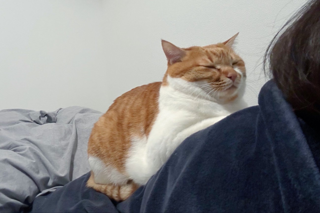 人の背中に乗る猫