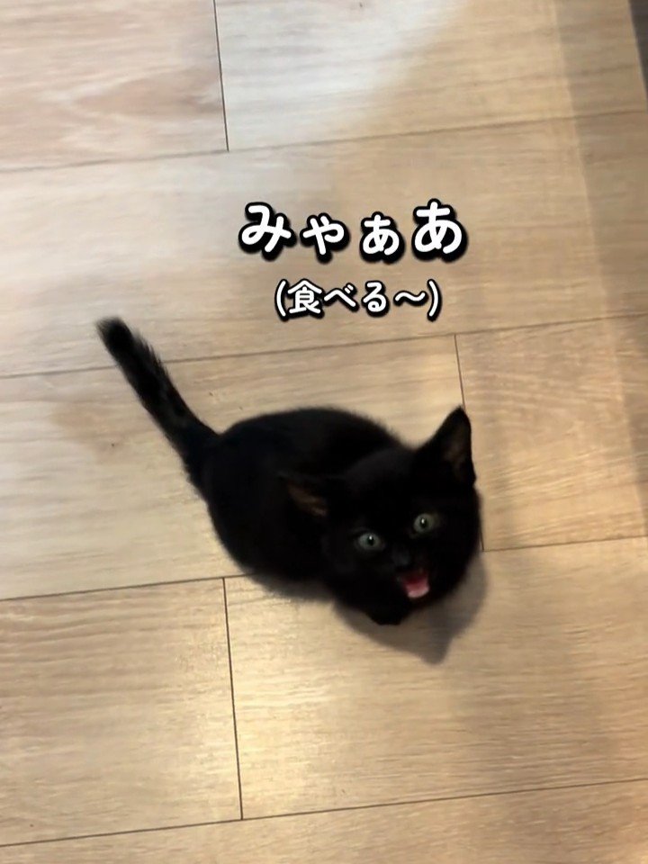 座って見上げて鳴く子猫