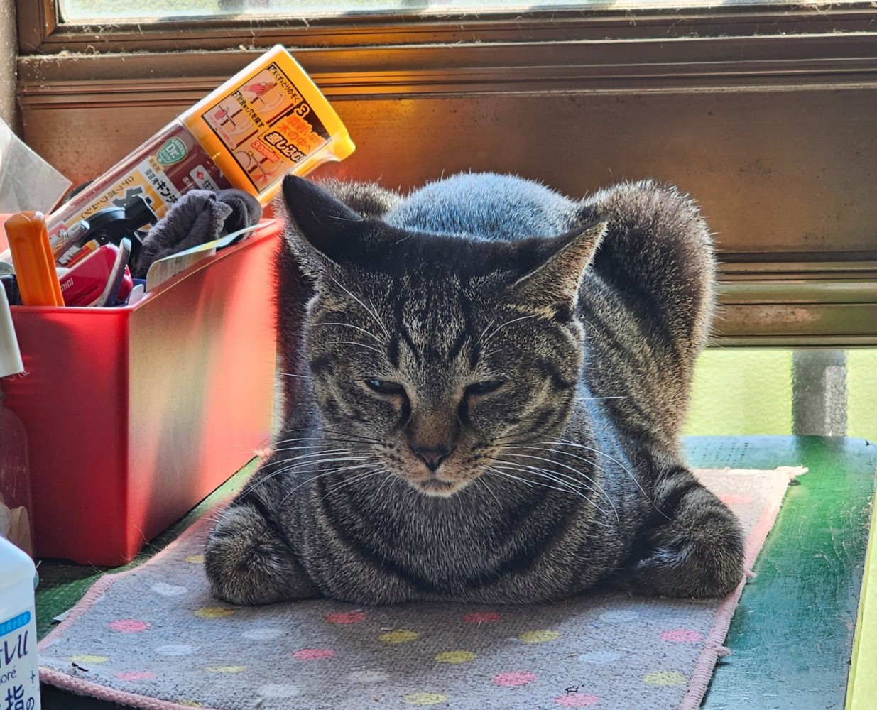 香箱座りをする猫