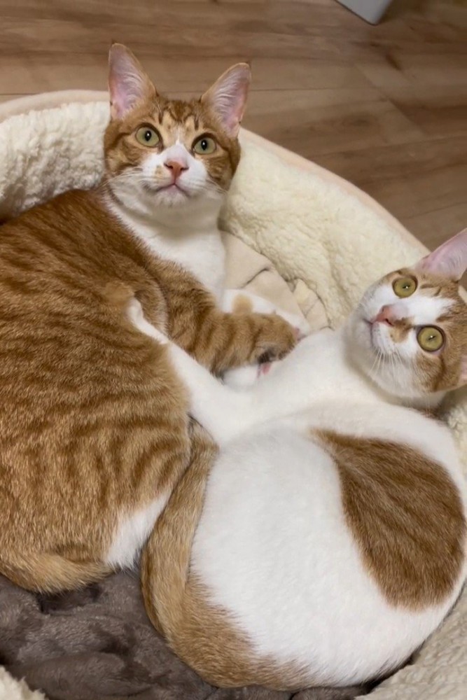 猫ベッドで見上げる猫たち