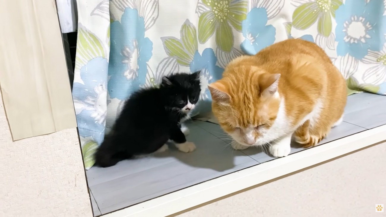 子猫と茶白猫さん