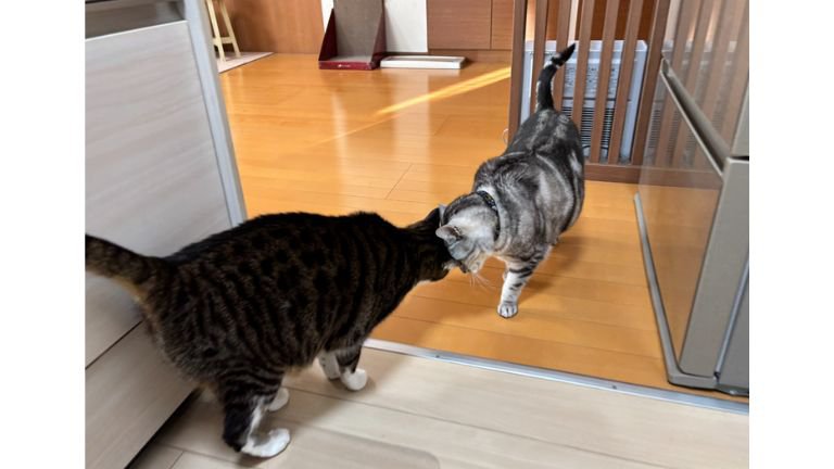 キッチンにいる猫たち