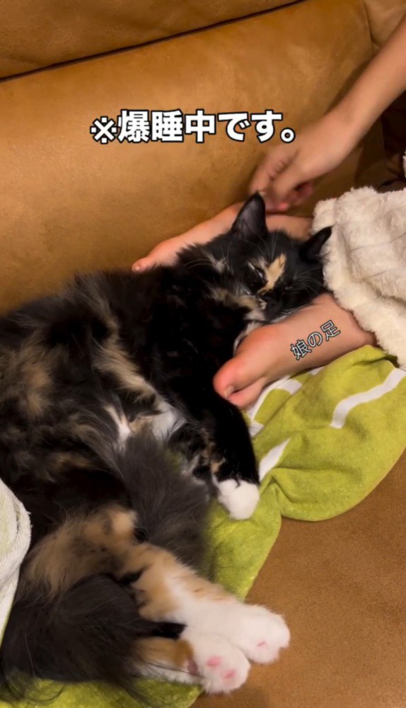 足の横に戻った猫