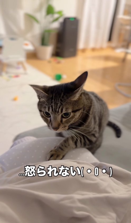 クッションに左前足を乗せている猫