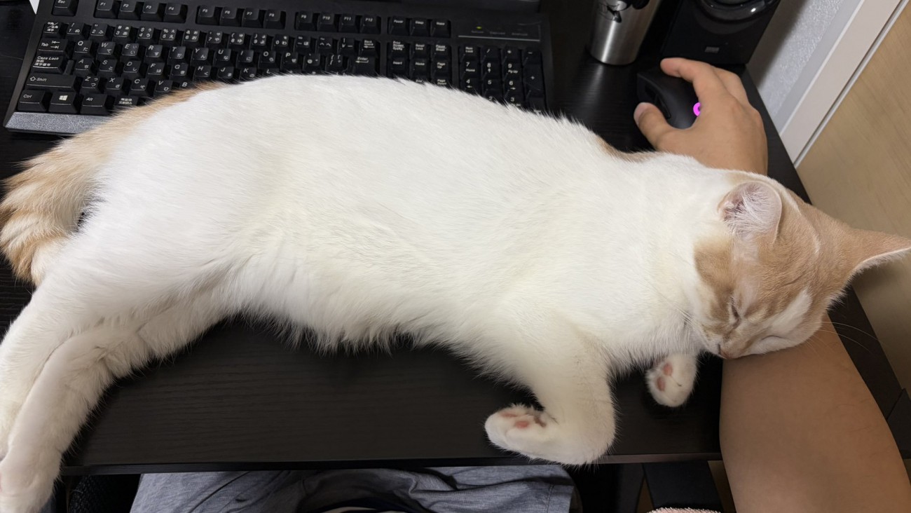 デスクに置かれている飼い主の手に頭を乗せて眠る猫