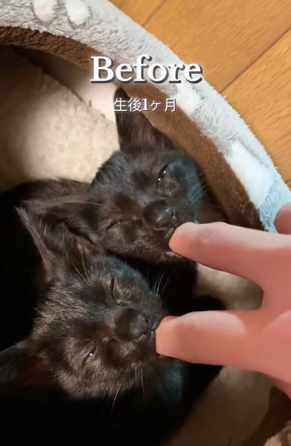 指をしゃぶる2匹の猫