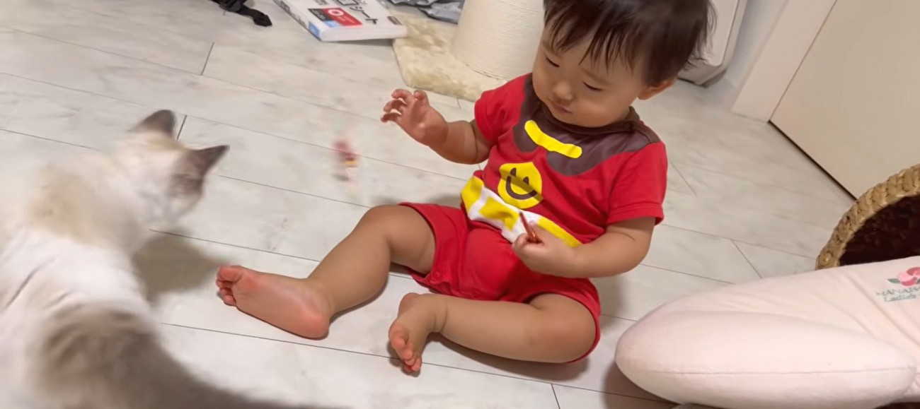 猫じゃらしを持っている赤ちゃんと子猫