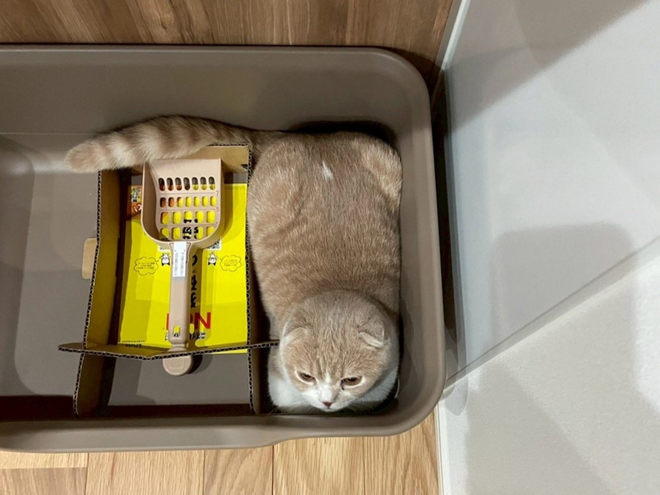 新品の猫用トイレに香箱座りする猫