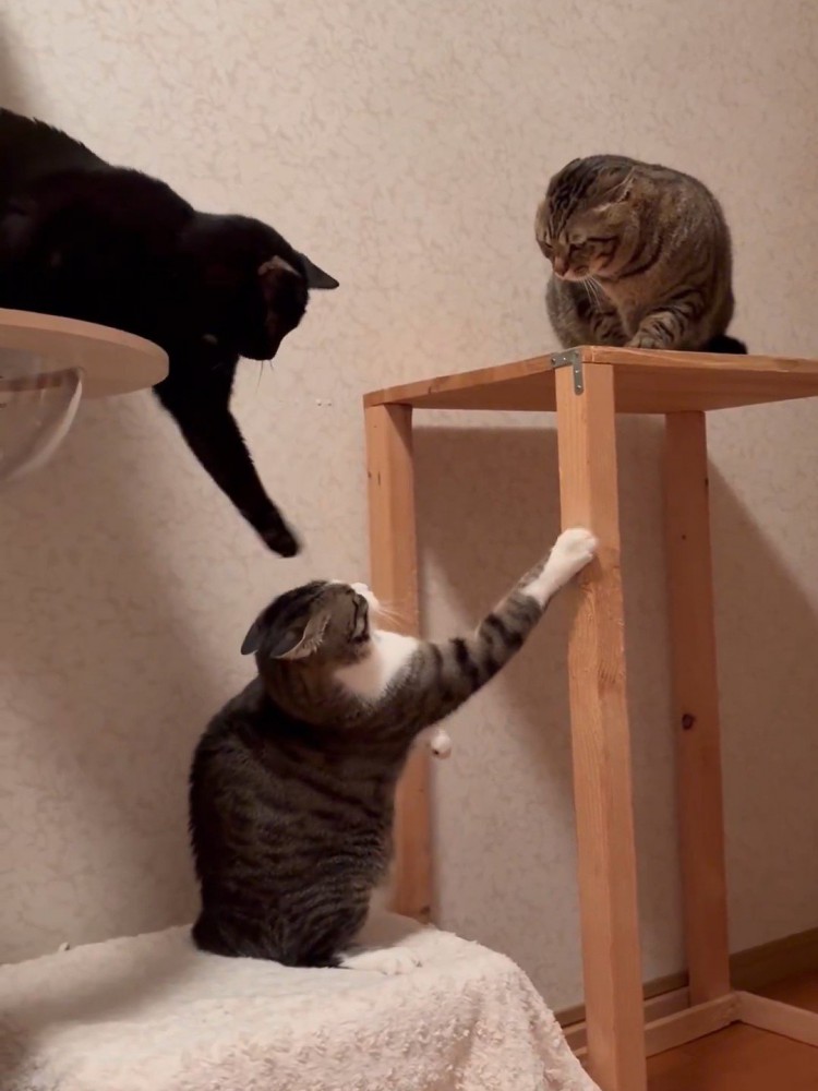 小さくなるキジ白猫