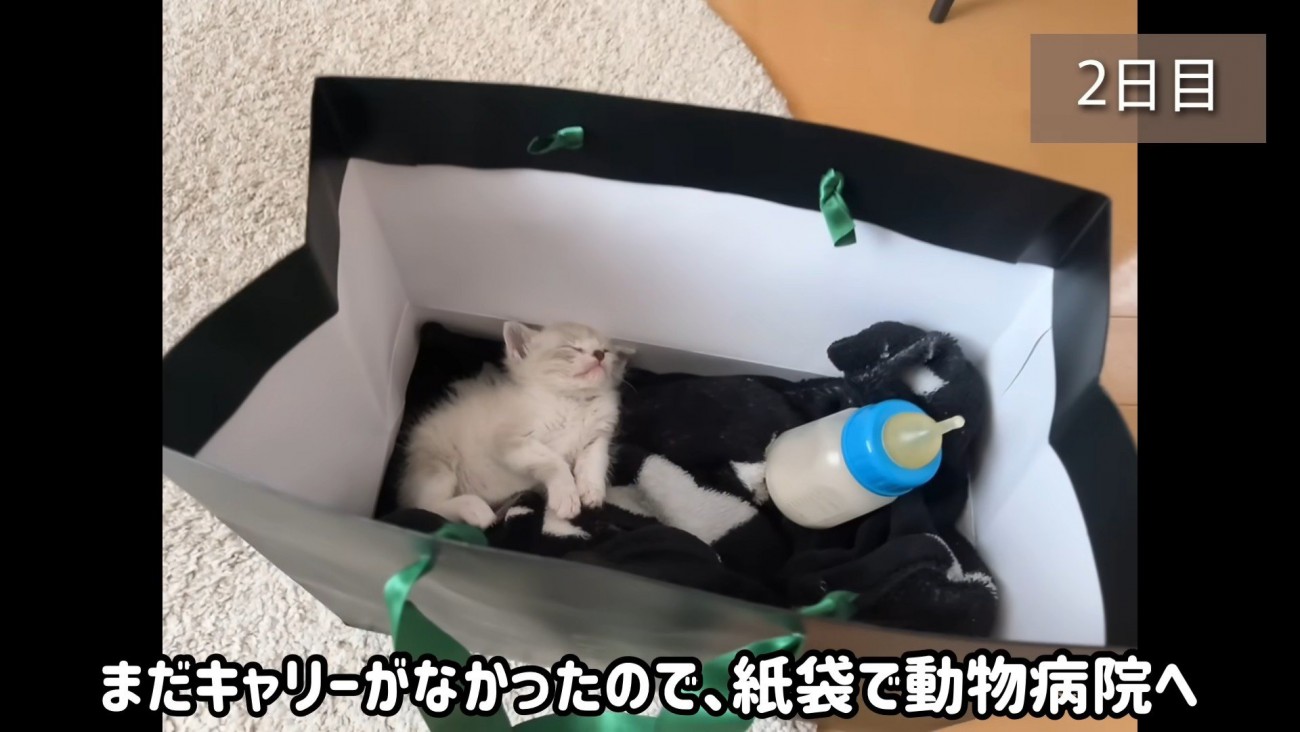 紙袋に入った子猫