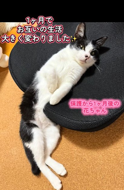 クッションに挟まって寝る猫