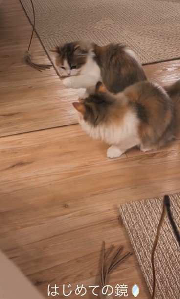 鏡を見ている子猫