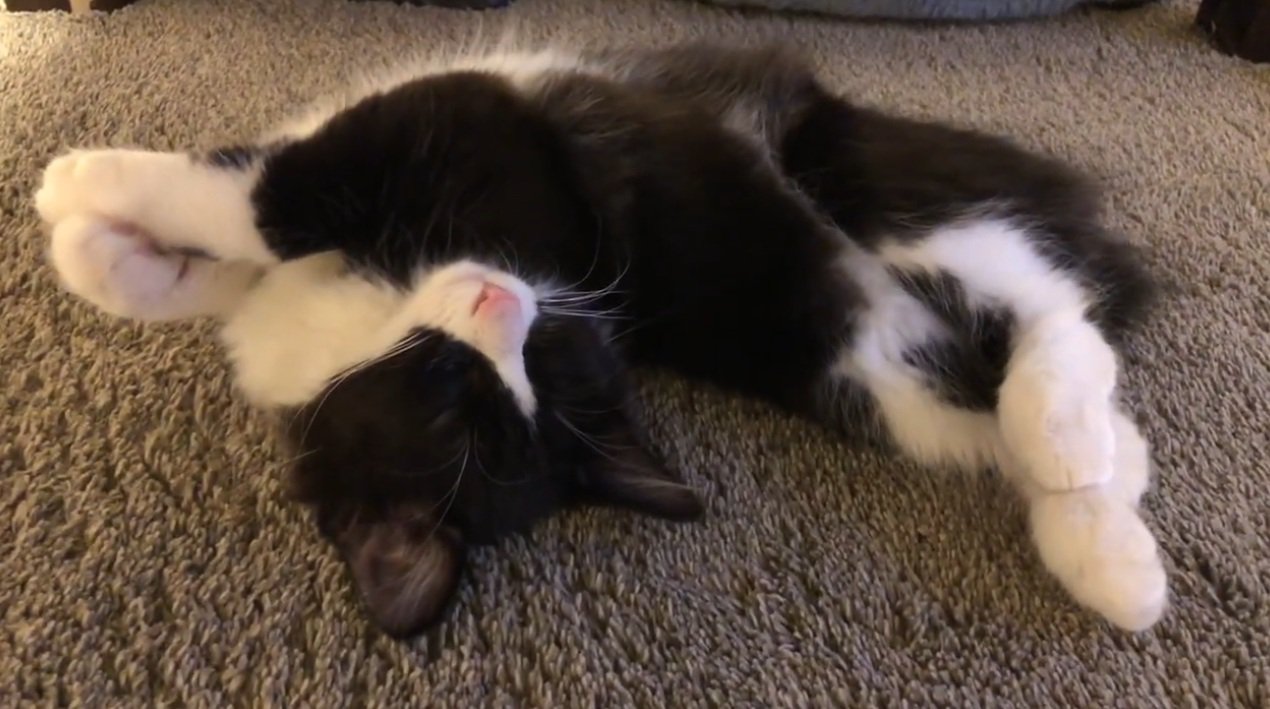 変な寝方で寝る子猫