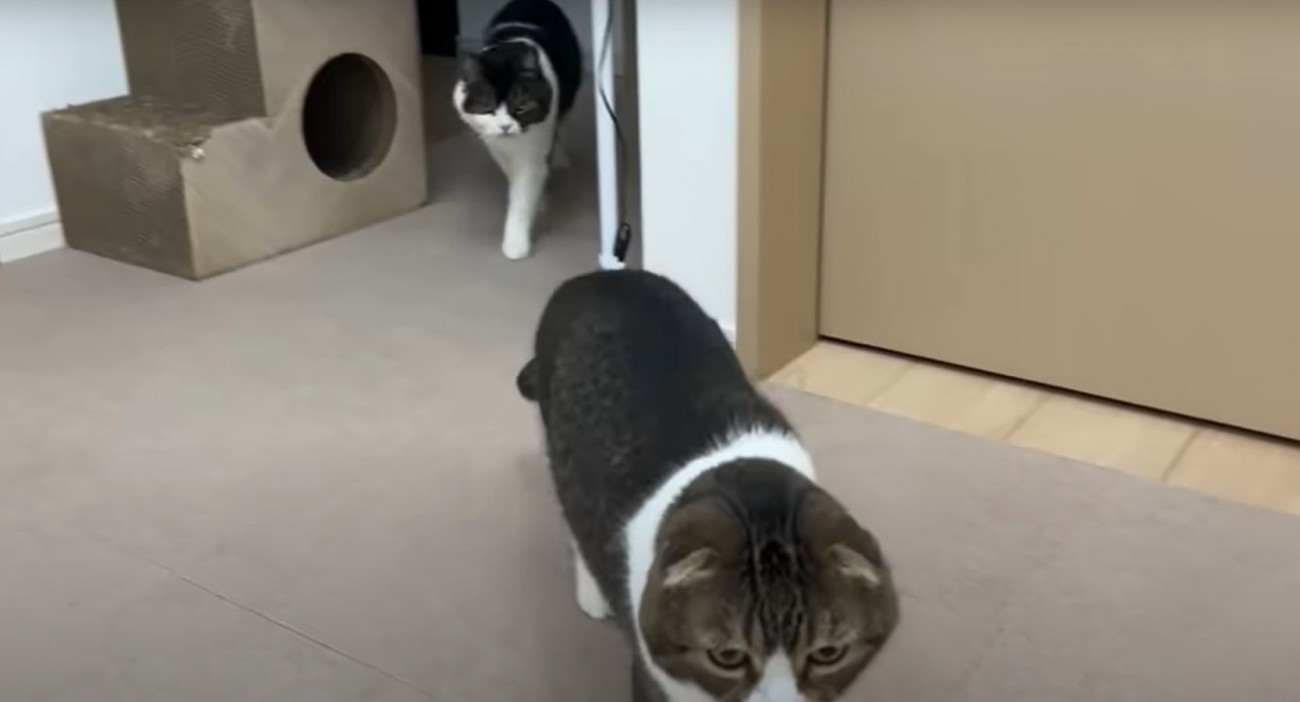 おやつを食べる猫