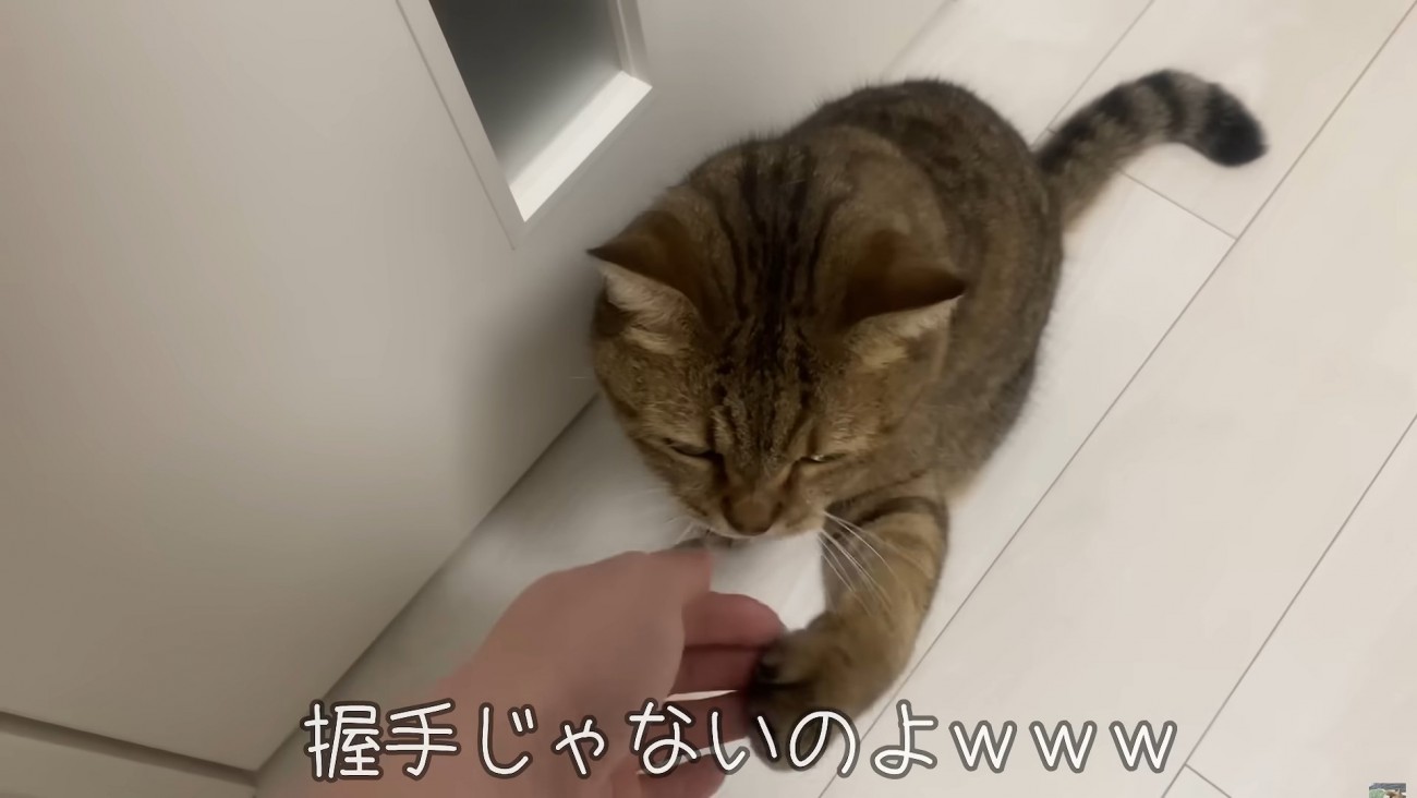 飼い主の手に手を重ねる猫