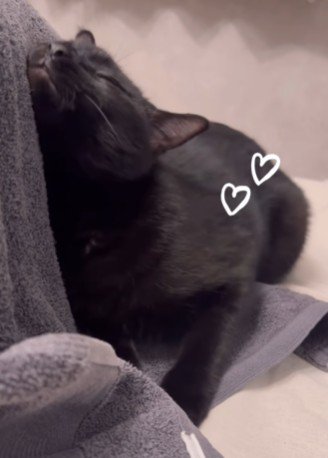 うっとりする猫