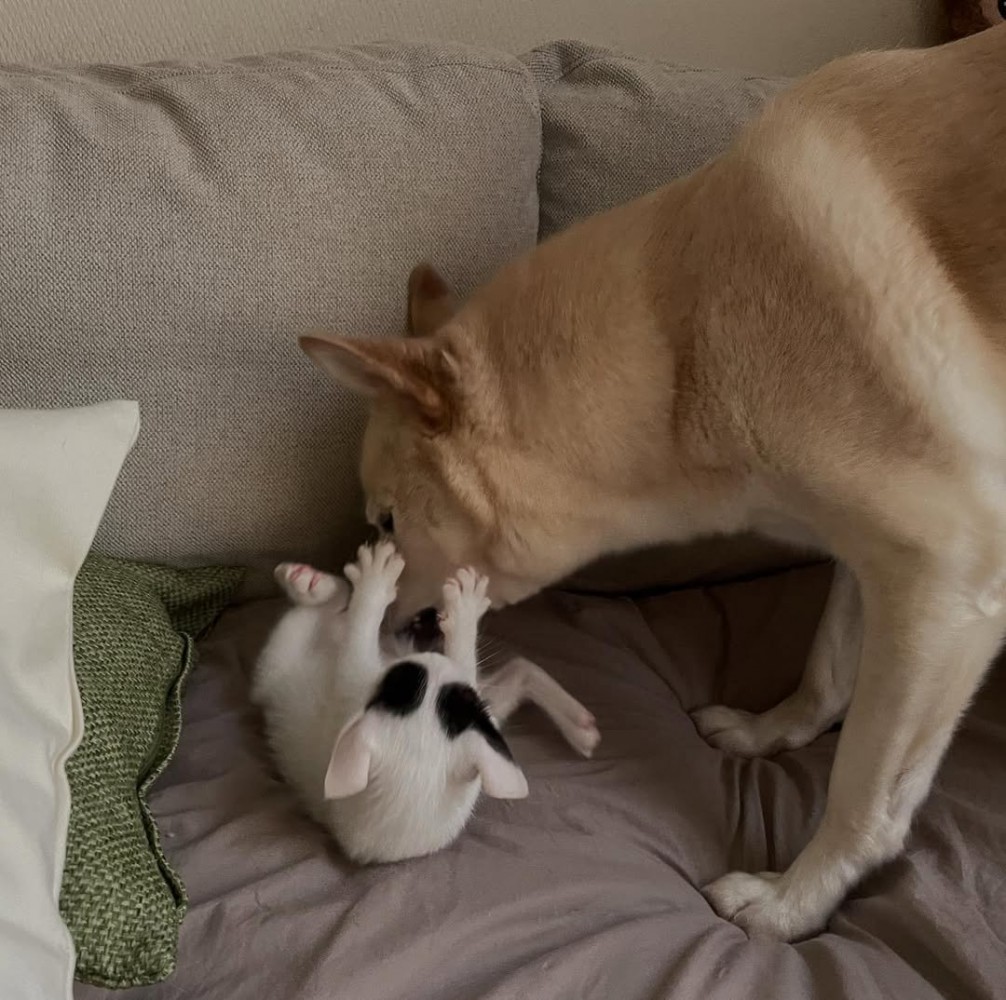 犬と遊ぶ子猫