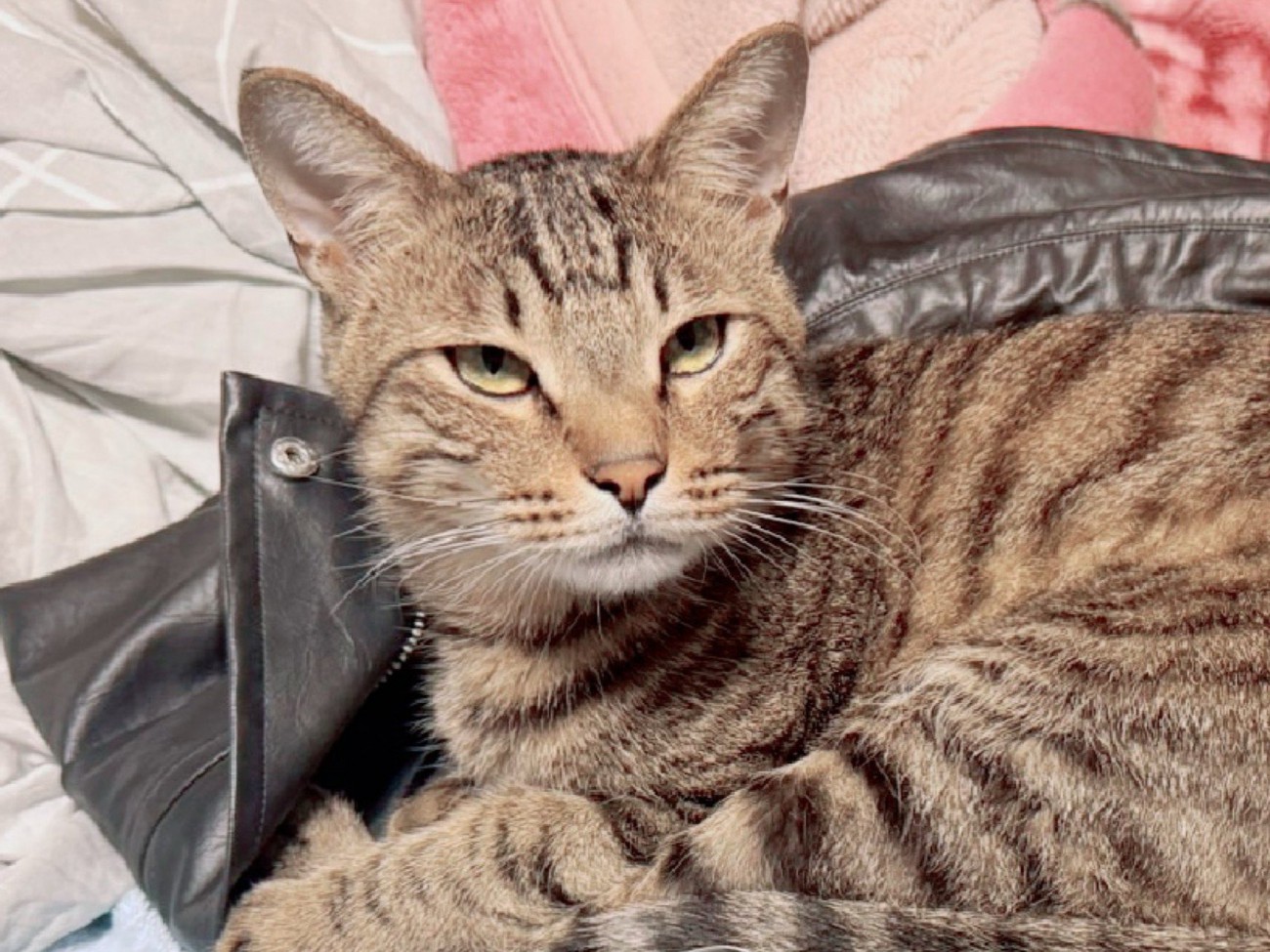 上着に乗る猫のアップ