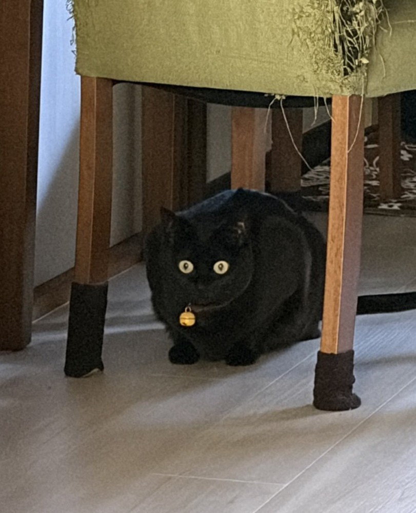 イスの下にいる猫