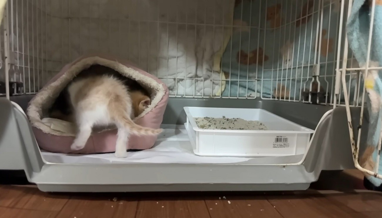 後姿の猫