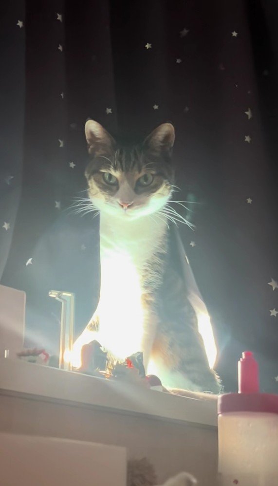 カーテンから出てくる猫