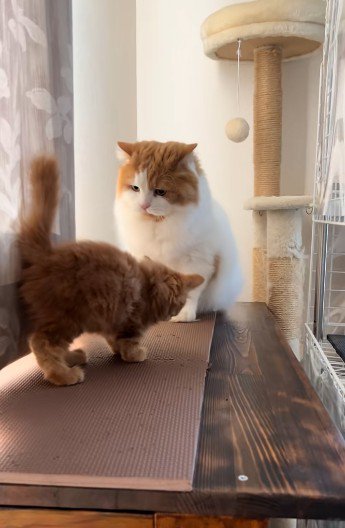 子猫に向かって鳴いている猫