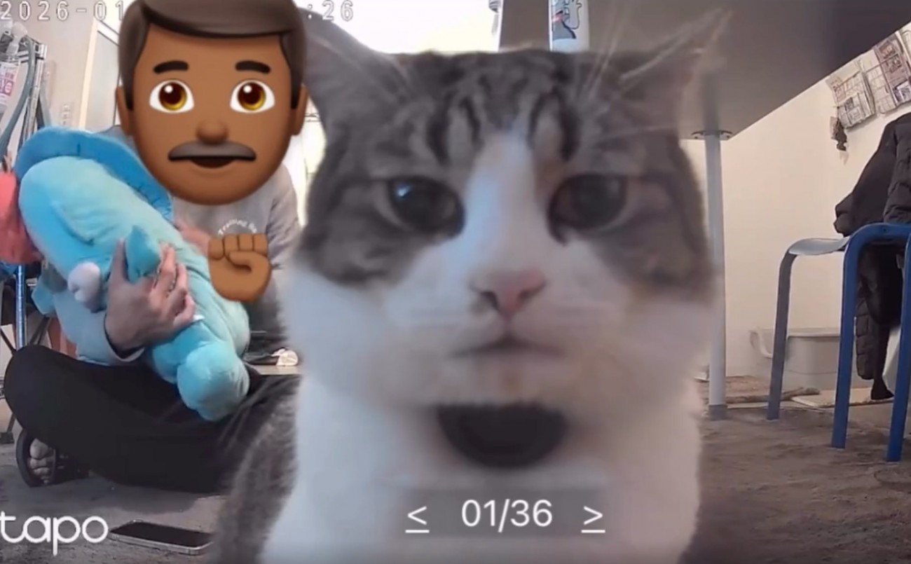 カメラを見つめる猫