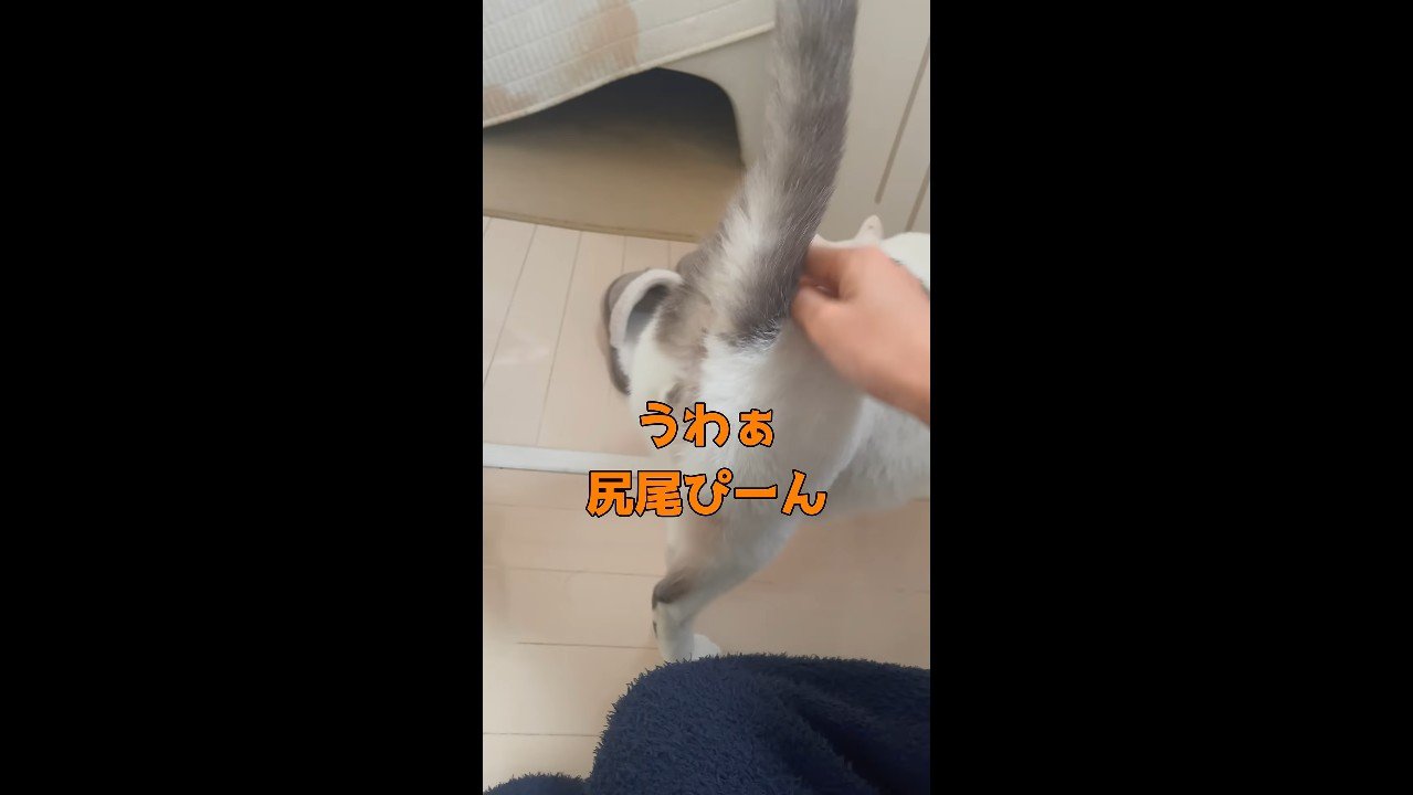 尻尾ぴーん
