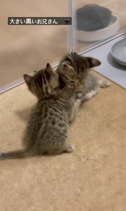 抱き合う2匹の子猫