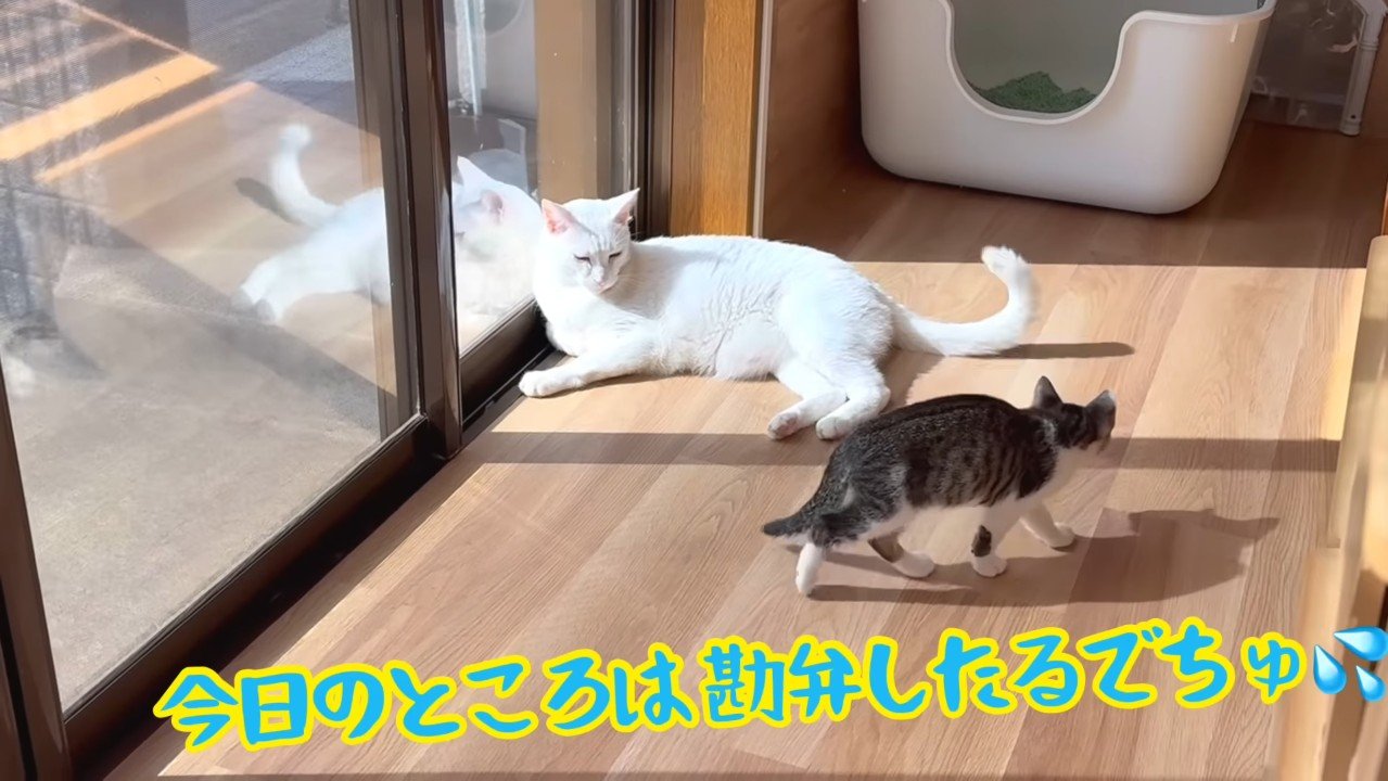 今日のところは