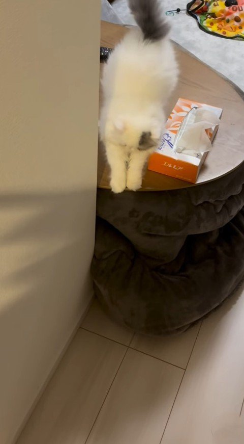 テーブルの上で伸びをする子猫