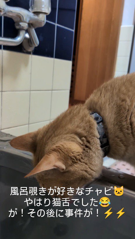 湯船に顔を近づけてお湯を舐める猫