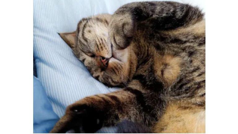 眠る猫