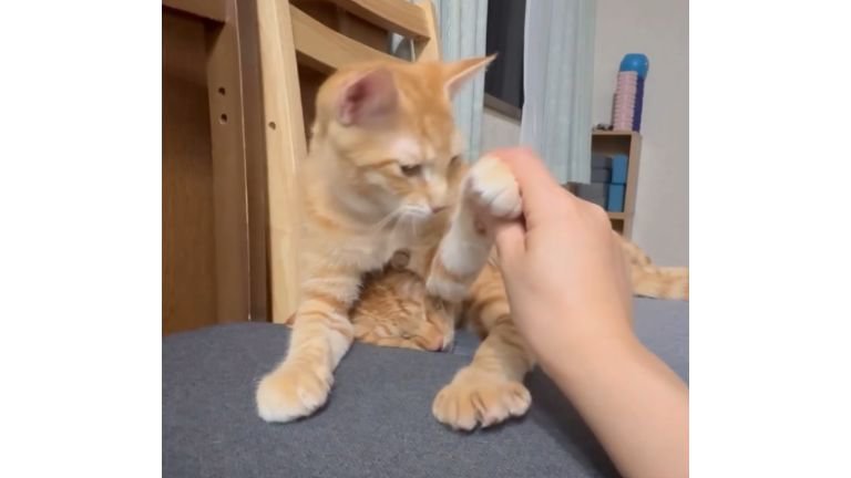 椅子の上の猫