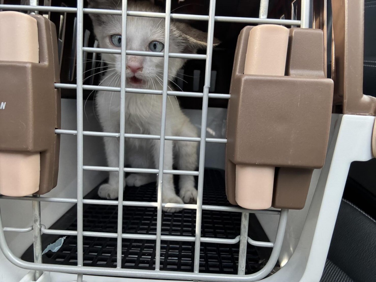 キャリーの中の猫