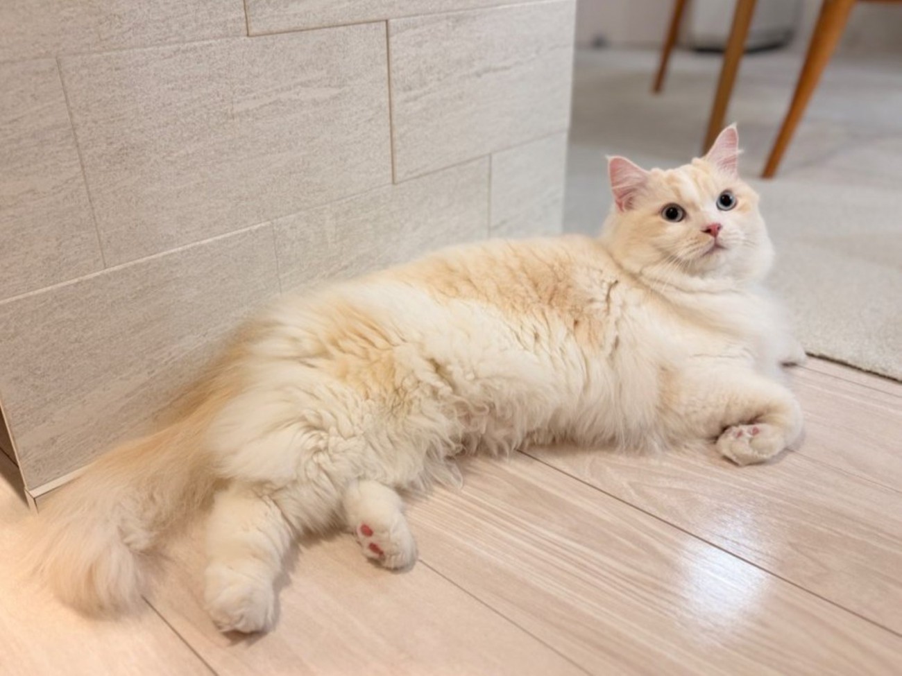 リラックスした体勢で目を見開く猫