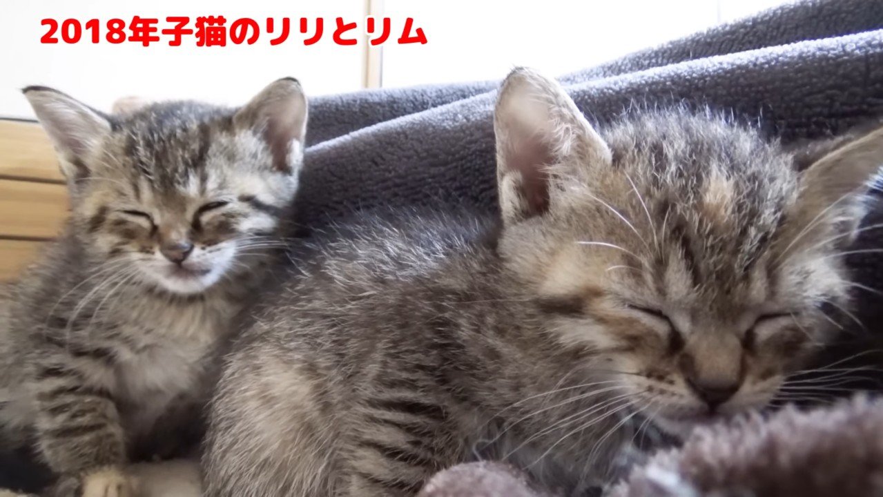 寝落ちする姉妹