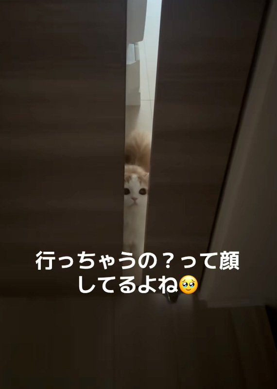 見上げる猫