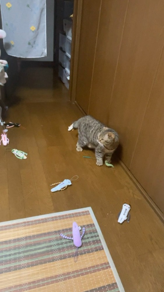 おもちゃを運ぶ猫さんと周囲の光景