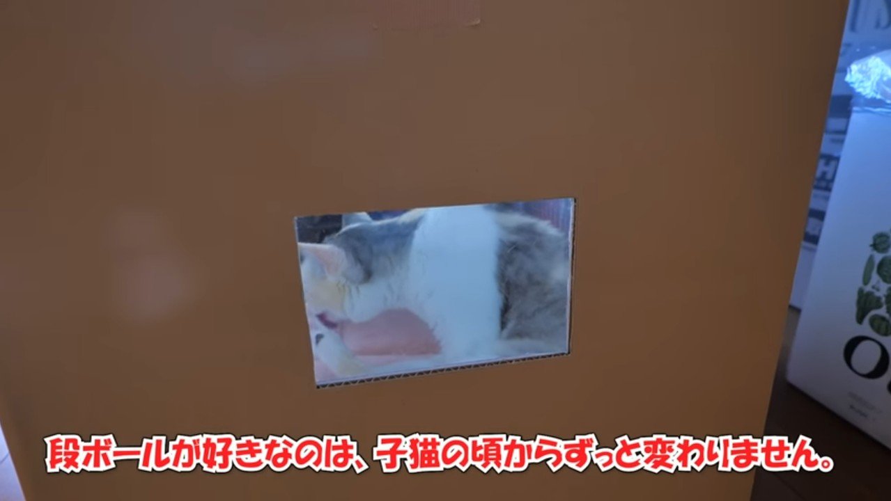 子猫の頃から