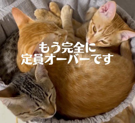 ハンモックの中に押し込めるように入る3頭の猫
