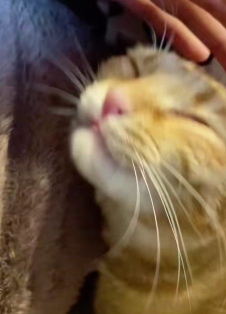 目を閉じている猫