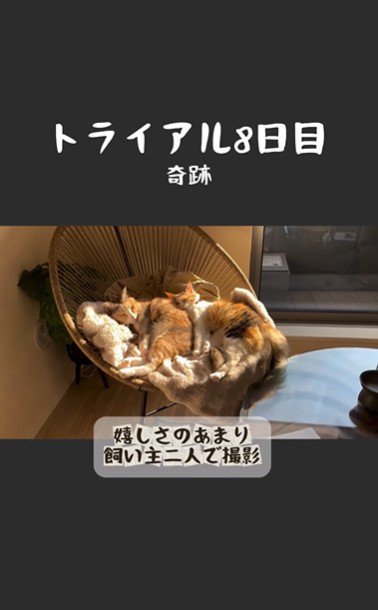 椅子の上で寝ている2匹の猫とそれを撮影している人