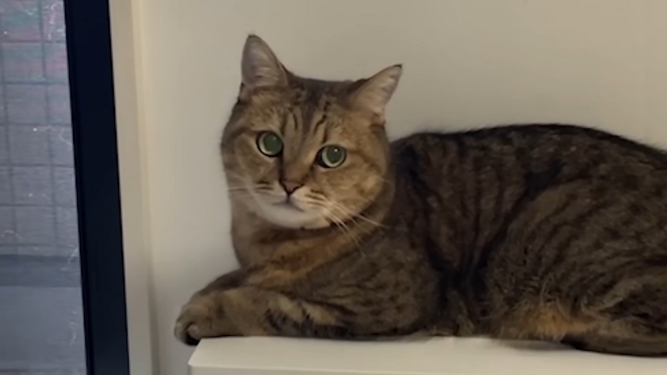 猫さんの顔アップ