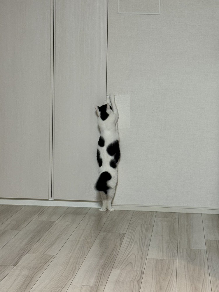 シート剥がそうとする猫