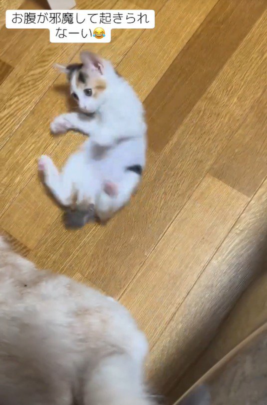 横になっている子猫